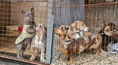 Rescatan a 13 perros y un "loro hablador" de un criadero ilegal en Villa Urquiza