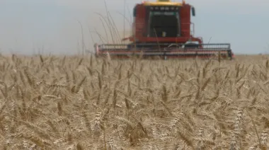 Sube la siembra de trigo en La Pampa, pero los márgenes rentables siguen ajustados