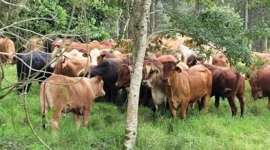 Deforestación: “Esperamos que se reconsidere la denominación que nos dio Europa"