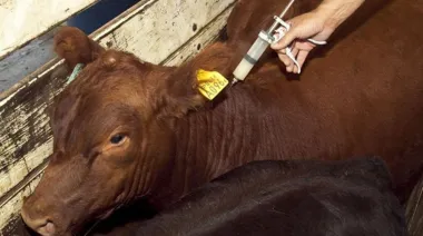 Cómo cambió el negocio veterinario en un nuevo contexto económico