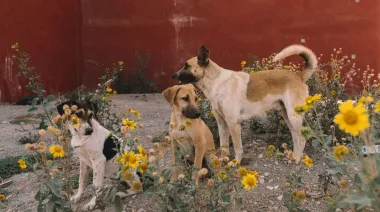 Marruecos refuerza su plan TNVR para la limpieza de perros callejeros antes del Mundial