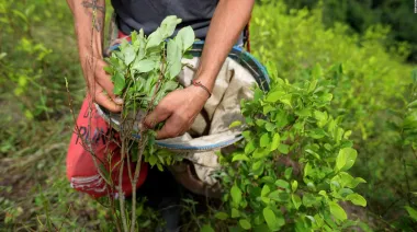 La ONU alerta sobre Colombia tras un salto del 53% en su producción de cocaína