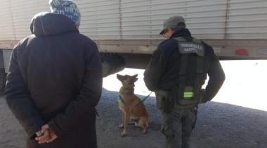 Un perro antinarcóticos descubrió 40 kilos de pasta base en un camión que trasladaba tanques de agua