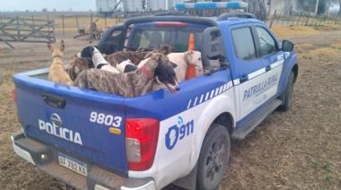 Rescatan a 70 galgos que eran usados para la caza ilegal en Córdoba