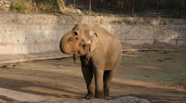 Murió Tamy, el elefante asiático que vivió 40 años en el exzoológico de Mendoza