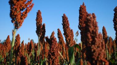 En Córdoba, el sorgo y el maní trajeron buenas noticias a los productores