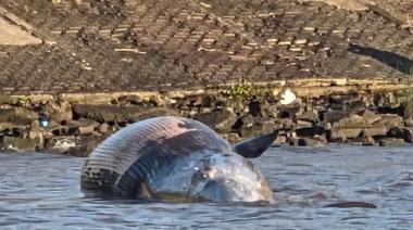 Hallaron una ballena muerta en la costa de Vicente López