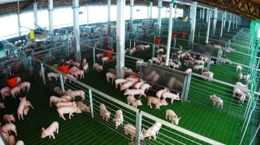 Del maíz a la energía y del cerdo al biogás: cuando el agro apuesta al valor agregado