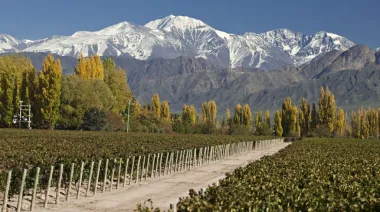 Cooperativas vitivinícolas aportaron el 22% de la cosecha 2025 en Mendoza