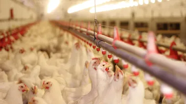 Día de la Avicultura: Capia reclamó por impuestos, contrabando y falta de crédito