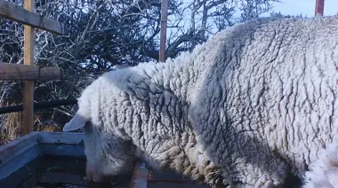 Bebedero térmico para ovinos: la solución del INTA al agua congelada en la Patagonia