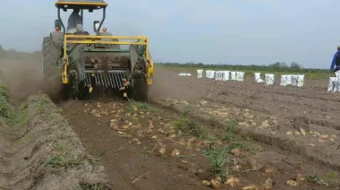 ¿Menos papa en 2026? Productores en alerta por caída de precios y sobreoferta
