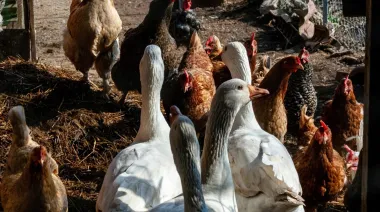 Detectan un caso de influenza aviar en Lezama