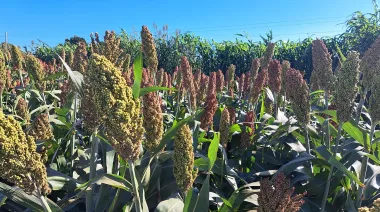 El sorgo, un cultivo todoterreno que todavía puede dar mucho más