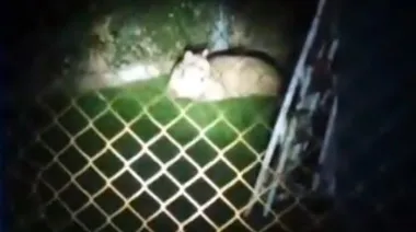Alerta en Moreno por un puma suelto: ya mató a más de una docena de animales