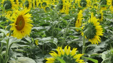 Córdoba y San Luis lideran el repunte en la siembra del girasol para la próxima campaña