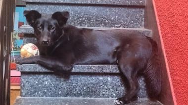 Cómo cambió el vínculo con las mascotas y por qué ahora viven el doble