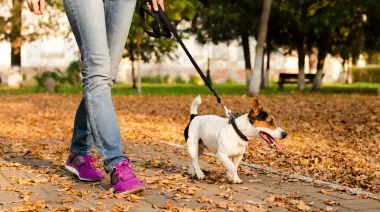 Vecinos de Belgrano y Las Cañitas denuncian que un "mata-perros" envenena mascotas