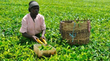 Restricciones en Tanzania: extranjeros impedidos de trabajar en 15 rubros