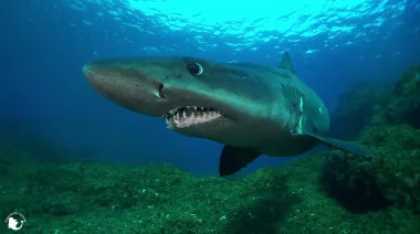 Avistan al “monstruo de Malpelo”, tiburón gigante y enigmático del océano