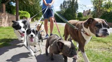 La UBA lanza un curso gratuito para formar paseadores de perros profesionales