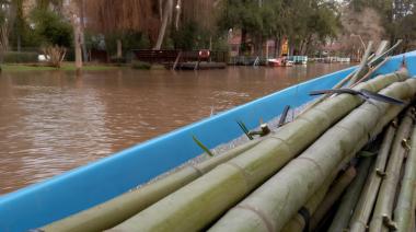 La FAUBA investiga el potencial del bambú en las islas del Delta del Tigre