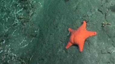 La estrella de mar “culona" y el "pulpo Dumbo" se despiden del streaming del CONICET
