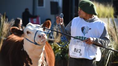 En Palermo, la raza Hereford sumó cabañas, premios y una alianza con el INTA