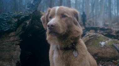 Good Boy: la insólita búsqueda en Google que popularizó la esperada película de terror