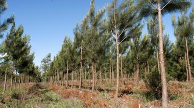 En el último año y medio, Argentina sumó 48.000 hectáreas a sus plantaciones forestales