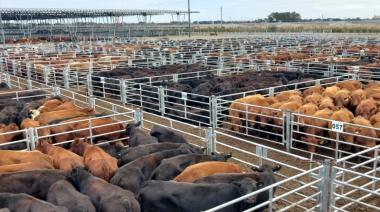 En Cañuelas, la vaca subió 19% y empujó el precio promedio de la hacienda en julio