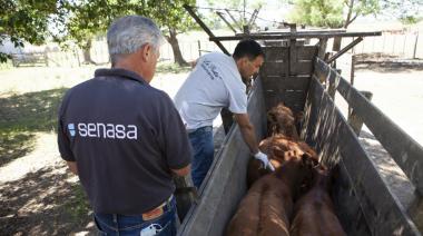 La SRA pidió que Argentina avance a un estatus libre de fiebre aftosa sin vacunación