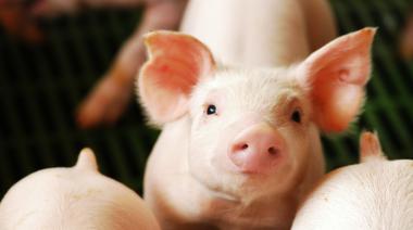 La rentabilidad de la producción porcina comenzó a levantar cabeza