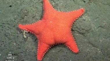 La "estrella culona" del CONICET arrasa donde los políticos fracasan