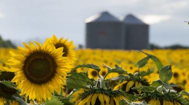 En junio, la molienda de girasol acumuló 2,23 millones de toneladas y alcanzó un récord histórico