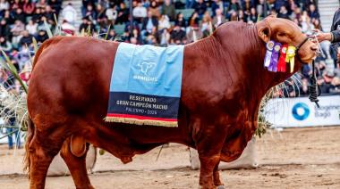 En Córdoba, se pagaron $272 millones por el 50% de un toro Brangus