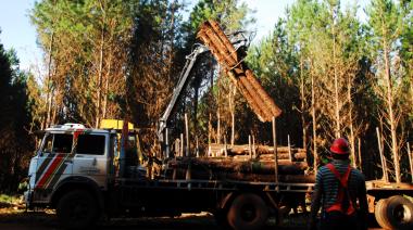 “No se cortan bosques nativos para hacer papel”