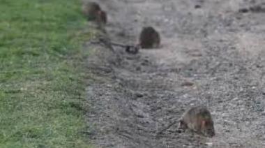 Superpoblación de ratas en CABA: enfermedades que transmiten y cómo protegerse