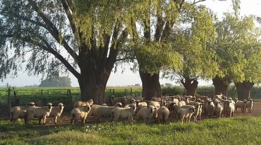 La carne ovina busca ganar espacios en la preferencia de los consumidores argentinos
