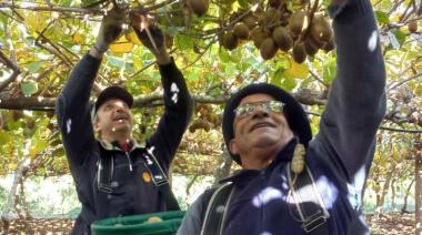 Kiwis Saladillo, un éxito familiar por fuera de la ruta del “oro verde” 
