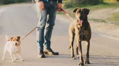 Un fallo en un juicio por divorcio estableció que la figura de “cuidado personal” no es aplicable a animales
