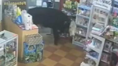 Una vaca entró a una librería en Concordia y sorprendió a todos