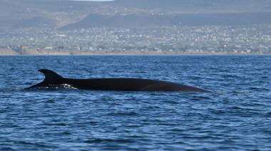 Comodoro Rivadavia busca impulsar el avistaje de ballenas sei