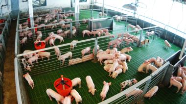Ravazzano: “El productor porcino compite con carne importada con ractopamina”