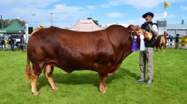 En Córdoba, la raza ganadera Limousin consagró a sus grandes campeones