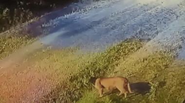 Continúa la búsqueda del puma en Pilar: refuerzan medidas de seguridad en la zona