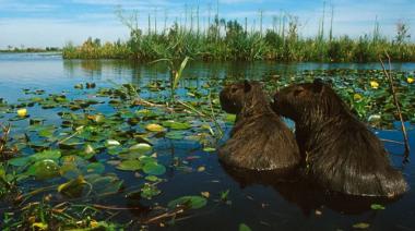 Firman convenio para proteger el Delta del Paraná y preservar su biodiversidad