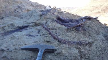 Chubut: descubren fósiles de dinosaurio carnívoro que vivió hace 66 millones de años
