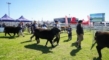En Cañuelas, la raza bovina Angus presentó su Exposición de Primavera