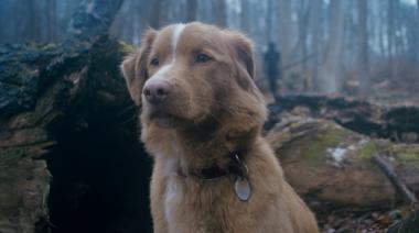 Vimos Good Boy, la cinta de terror protagonizada por el perro Indy de la que hablan todos